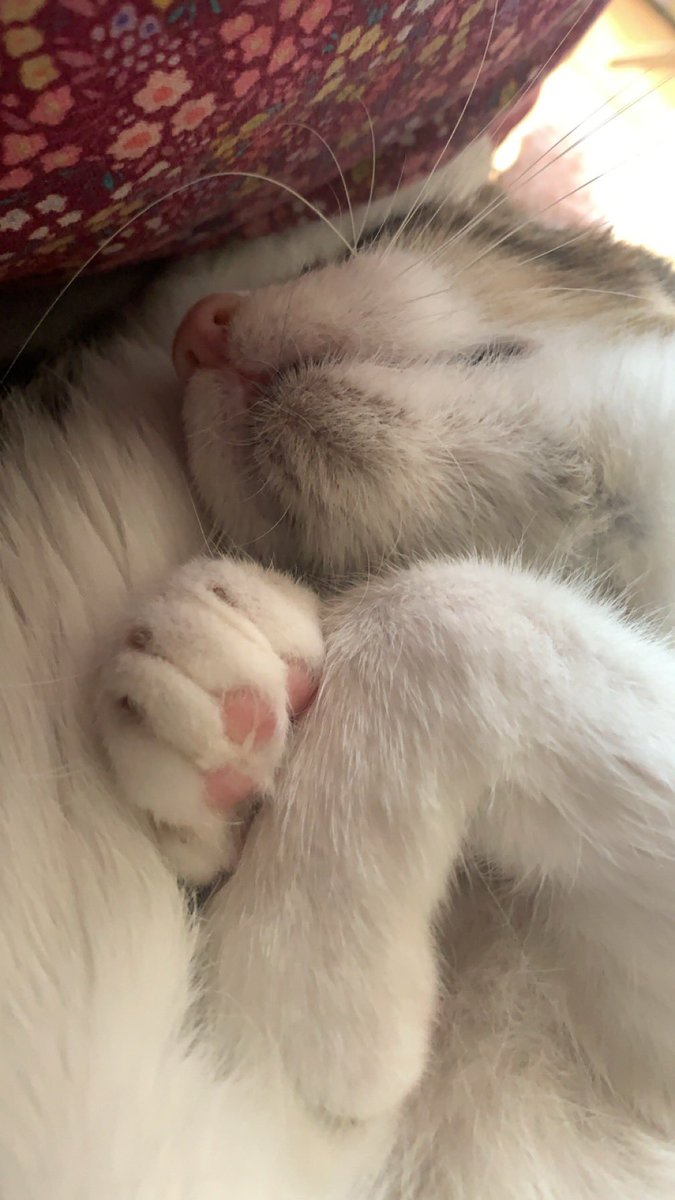 Iron_Raven4's tweet photo. @RatzPuant Papy de 10 ans qui a été abandonné, je ne pouvais pas le laisser passer l’hiver dehors tout seul 🥹 https://t.co/Xq5ZixKbeM