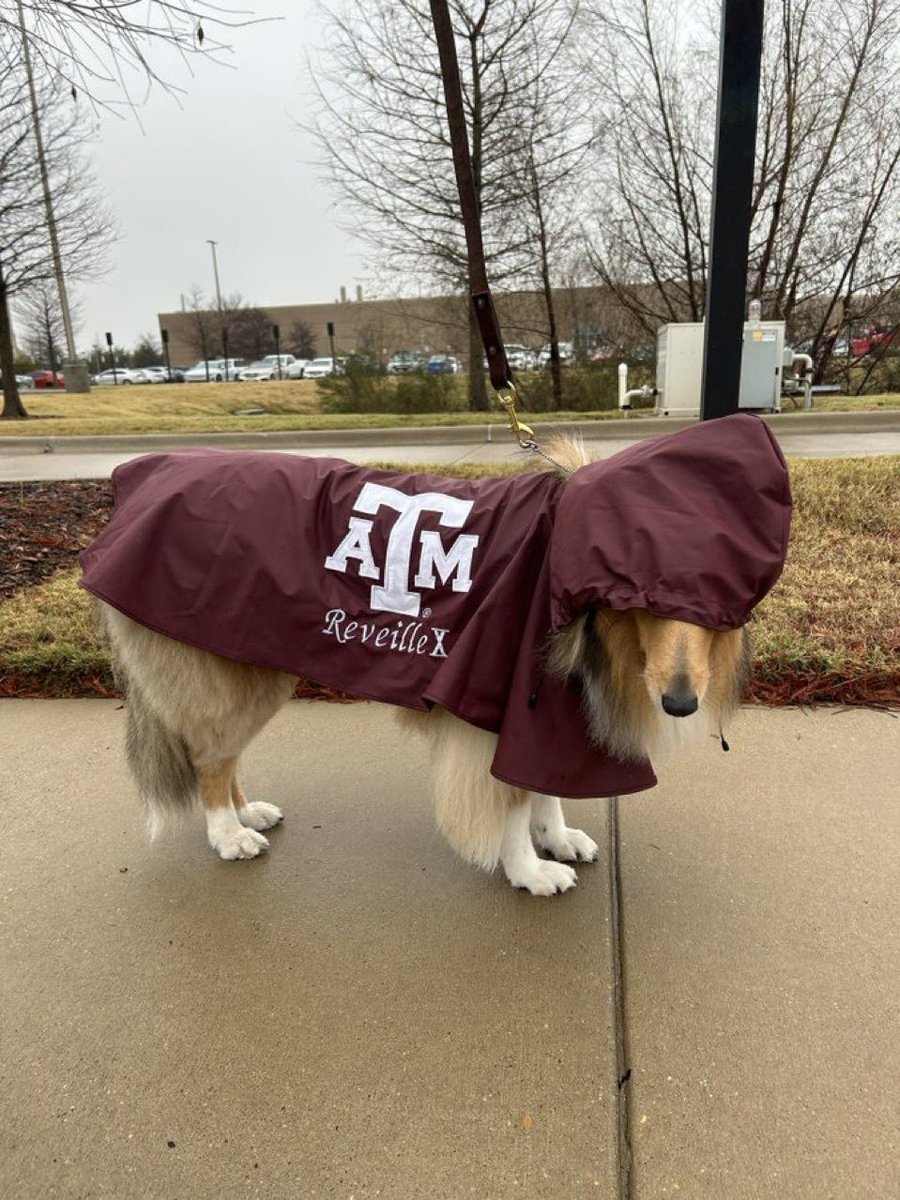 BarstoolTexasAM's tweet photo. Happy National Mascot Day to the goodest girl ever https://t.co/DeCrP3MfrR