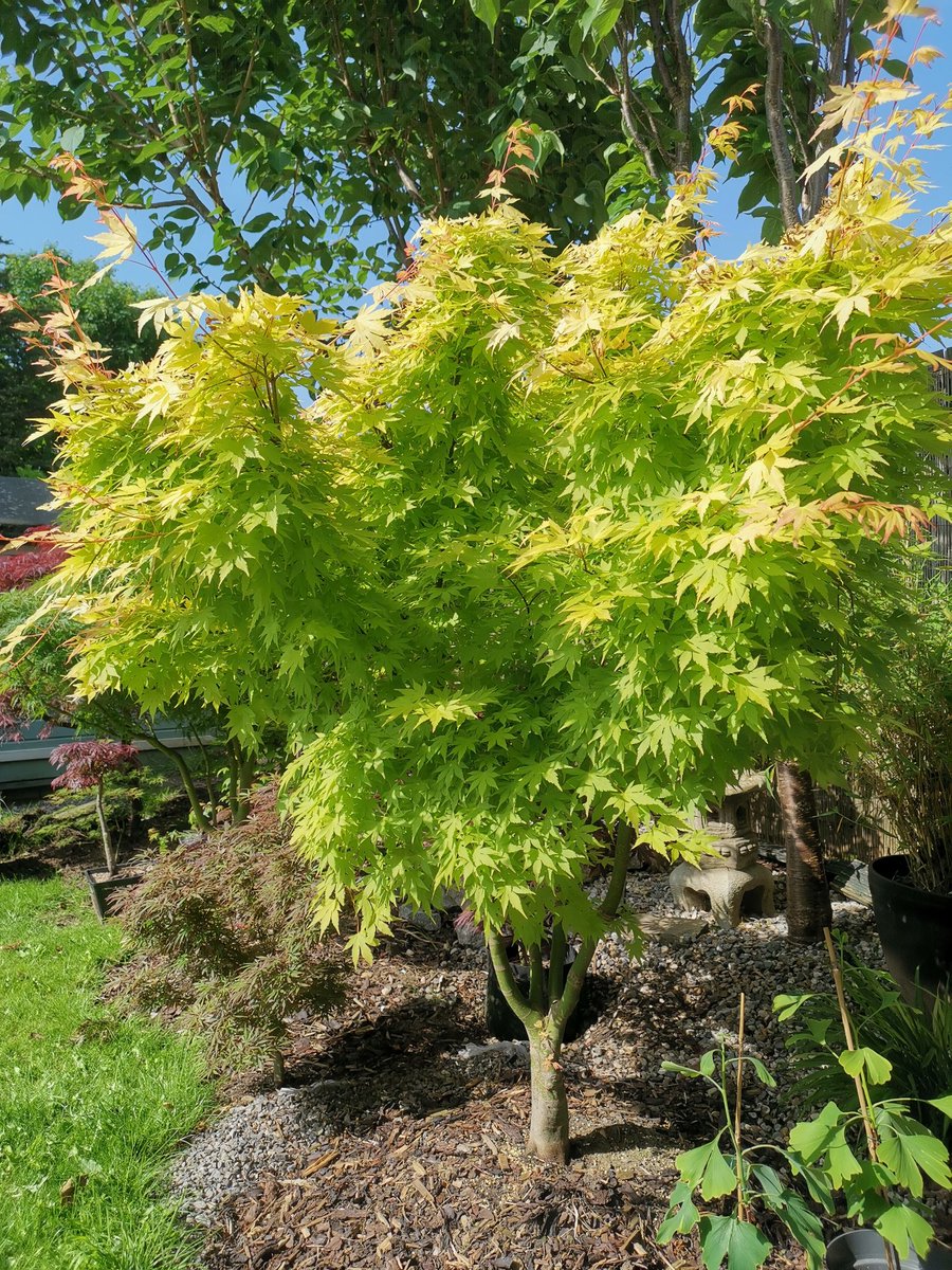 #GardensHour #japanesemaples