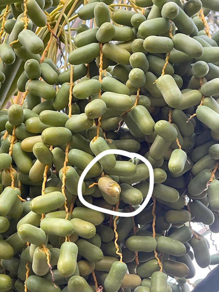 جديد ١٤٤٥  
وش تسمونه عندكم 
#تمور_الكامل_وسايه