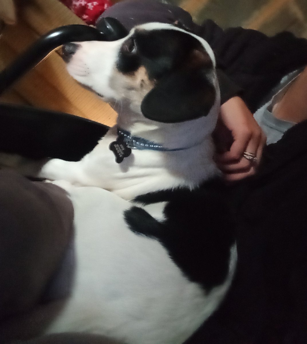 mssoutherndixie's tweet photo. Lil brother Boog loves riding in the wheelchair with Mom ❤️ he's a great lil #servicedog in training 😊 https://t.co/iVpT7jlqE5