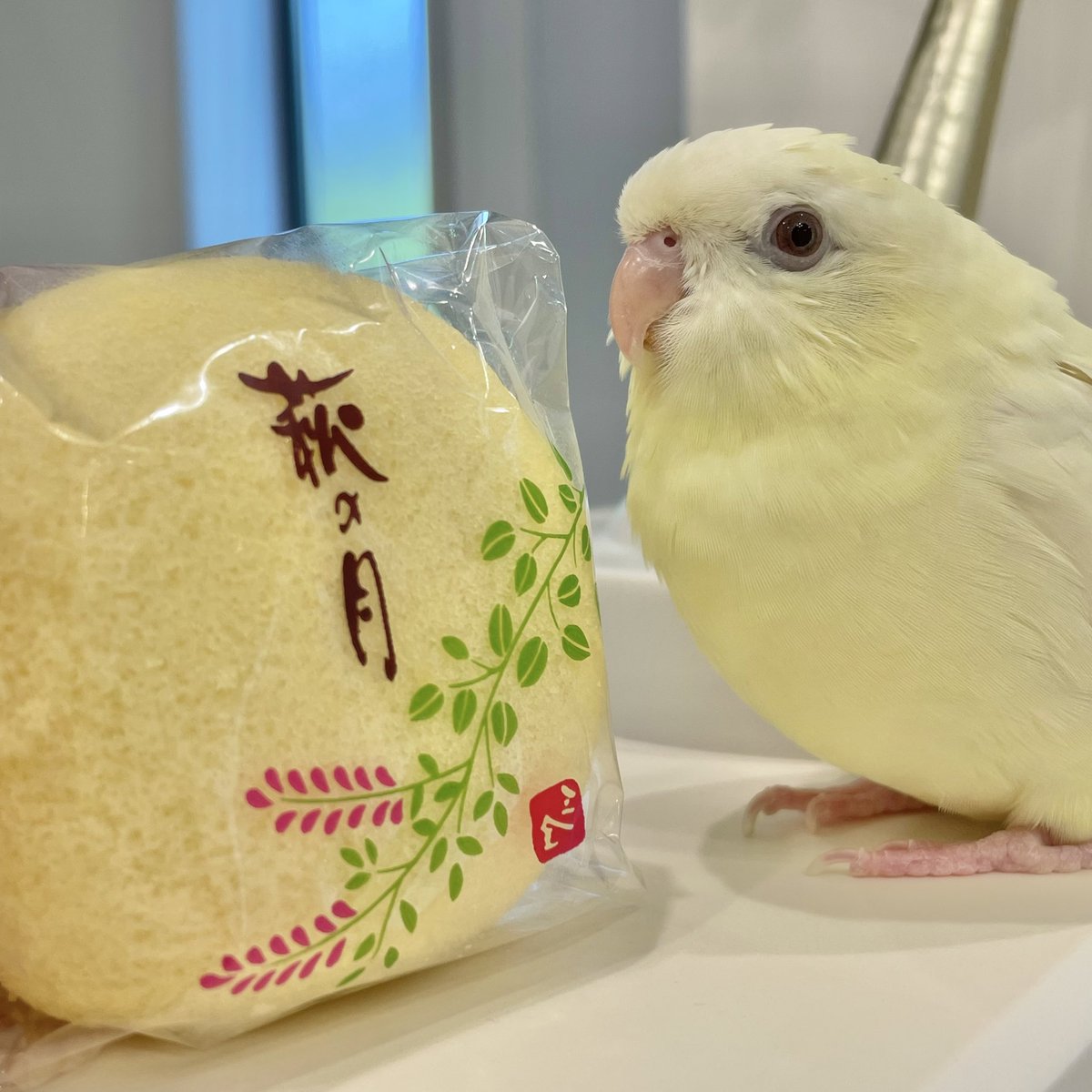 𓅫インコと暮らすあんず 𓅫𓅫 ⁎⁎ on X