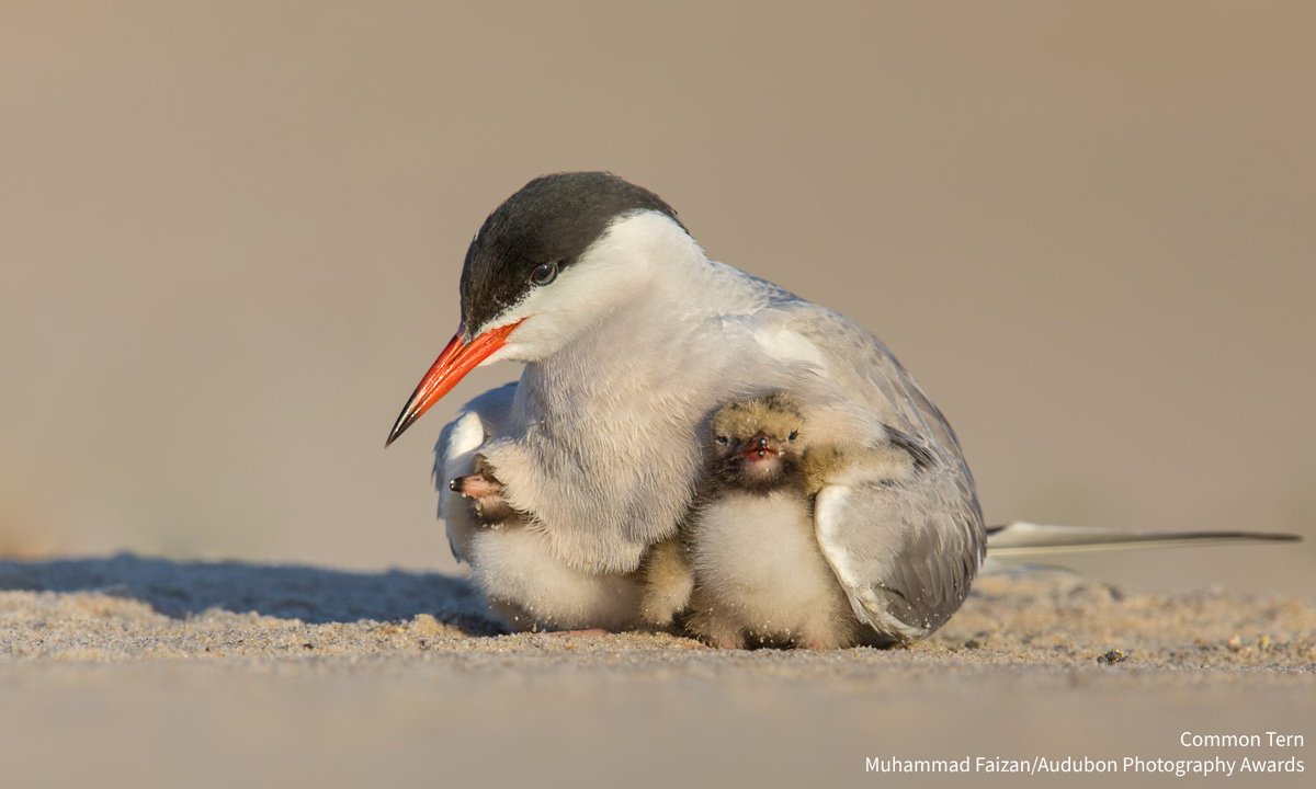 Audubon Society (@audubonsociety) on Twitter photo Hatching season has begun and the researchers on Seal Island are surrounded by baby seabirds—affectionately called “fluffballs.” Check out this week’s Seabird Island News from <a href="/AudubonPuffin/">Seabird Institute - Project Puffin</a> for all things baby seabird. bit.ly/3VkmFZK Hatching season has begun and the researchers on Seal Island are surrounded by baby seabirds—affectionately called “fluffballs.” Check out this week’s Seabird Island News from <a href="/AudubonPuffin/">Seabird Institute - Project Puffin</a> for all things baby seabird. bit.ly/3VkmFZK