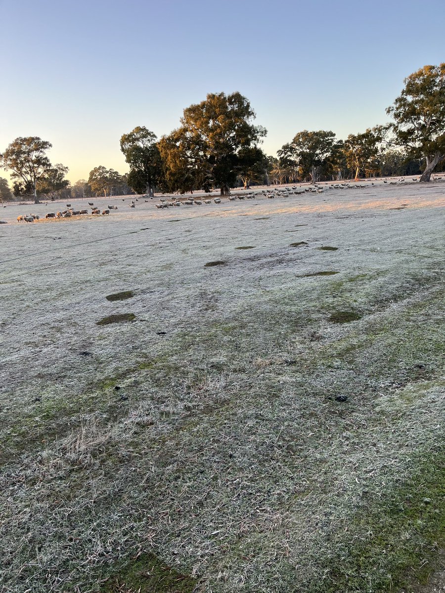 The ice patches from where the sheep slept last night before going into the yards today! 🧊