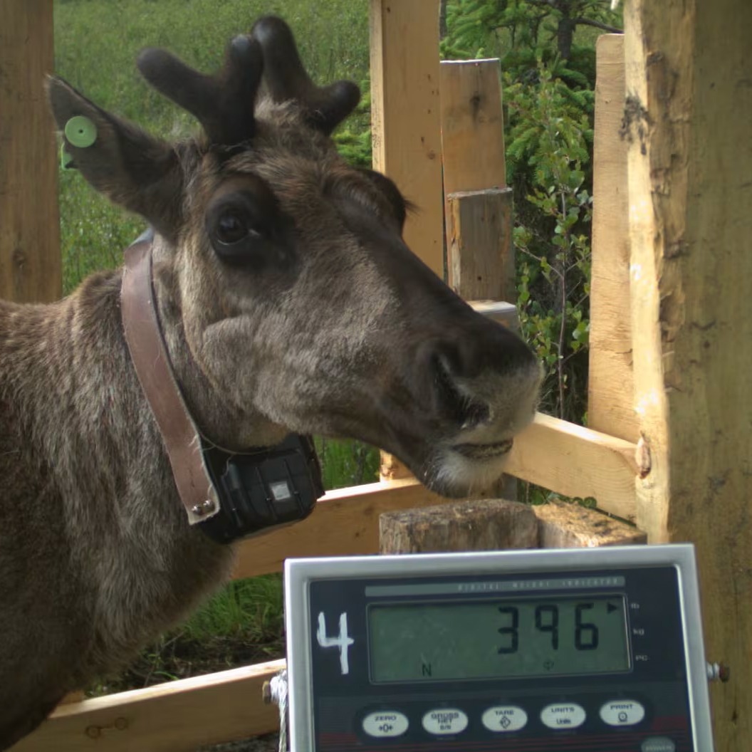 FOS UBCO (@fos_ubco) on Twitter photo Major expansion to provincial park makes it the largest created in a decade, protecting nearly 200,000 hectares of habitat for endangered #caribou in B.C. #UBCO FoS and <a href="/BiodivPathways/">Biodiversity Pathways</a> researcher <a href="/ClaytonTLamb/">Clayton Lamb</a> says this is what caribou need. Learn more loom.ly/MywNONE Major expansion to provincial park makes it the largest created in a decade, protecting nearly 200,000 hectares of habitat for endangered #caribou in B.C. #UBCO FoS and <a href="/BiodivPathways/">Biodiversity Pathways</a> researcher <a href="/ClaytonTLamb/">Clayton Lamb</a> says this is what caribou need. Learn more loom.ly/MywNONE