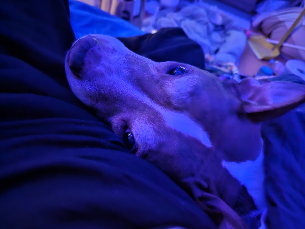 Youngtomato5's tweet photo. Just as my world seems to fall apart. He returns. Ive lived in korea for 11 years alone. Only one there for me was my dog. And i had to put her down last week. I really needed this https://t.co/V2dElqJ85r