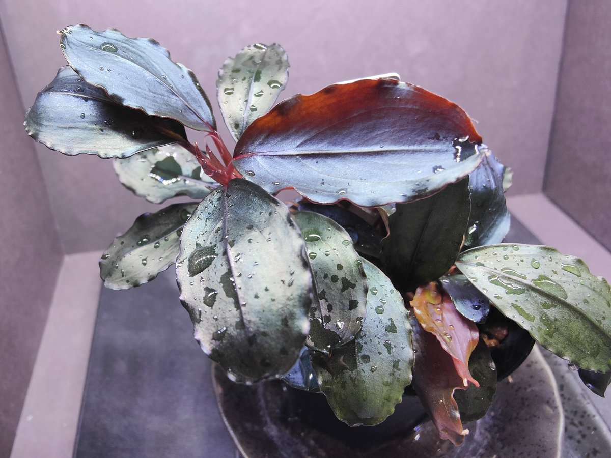 【TB便】Bucephalandra sp.\"Nanga mahap\" mahap\
