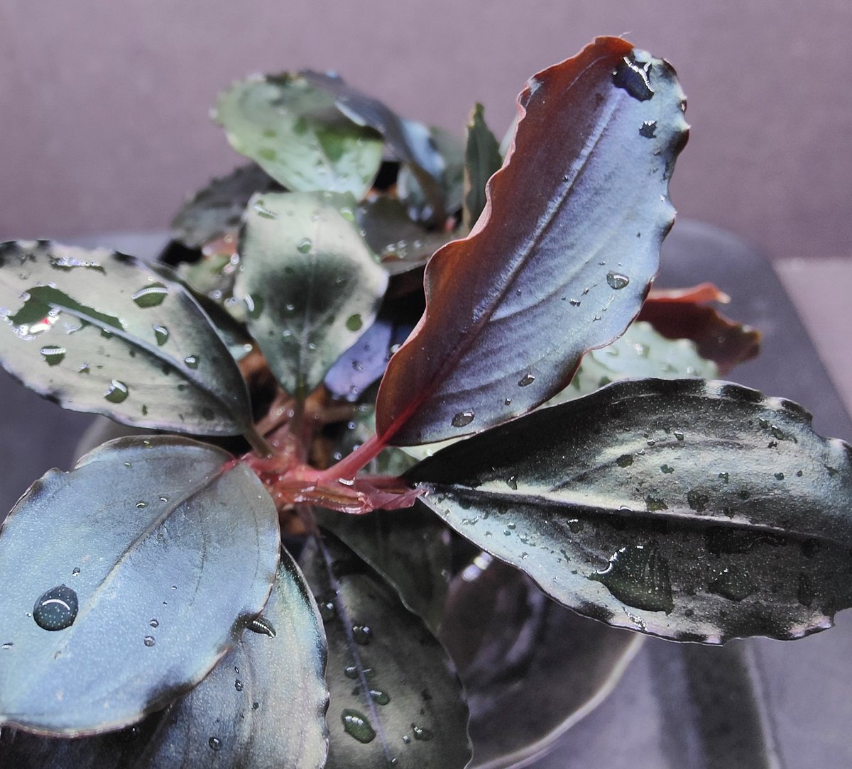 【TB便】Bucephalandra sp.\"Nanga mahap\" TB便】Bucephalandra sp.