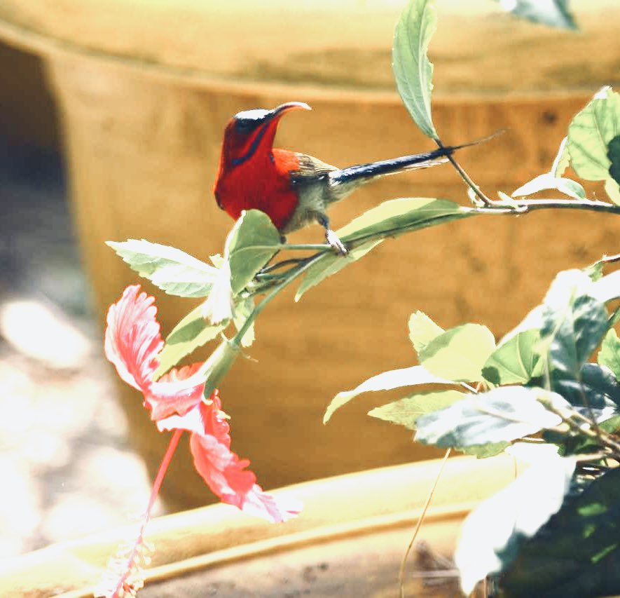 Nikhil Singla tweet media