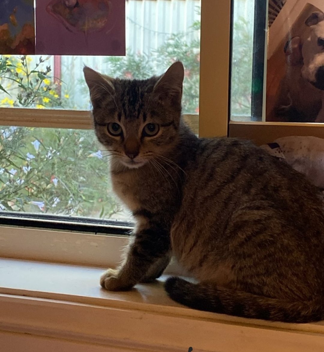 Soo, the lady and I did a thing and got a kitten... Meet Kush