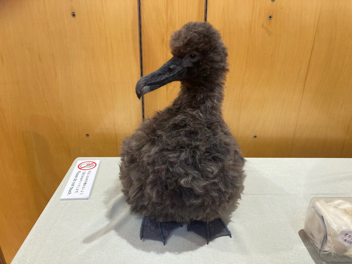 wbsj_tsubame's tweet image. 【お知らせ】

東京港野鳥公園では、「世界アルバトロスデー＆シーバードウィーク」に合わせて、アホウドリをはじめとする海鳥のアート作品や写真などの展示を行っています。ぜひご覧ください。

会期 6/15(土)～7/7(日)
会場 ネイチャーセンター1階 企画展示室

詳しくは
wbsj-wildbirdpark.blog.jp/archives/10818…