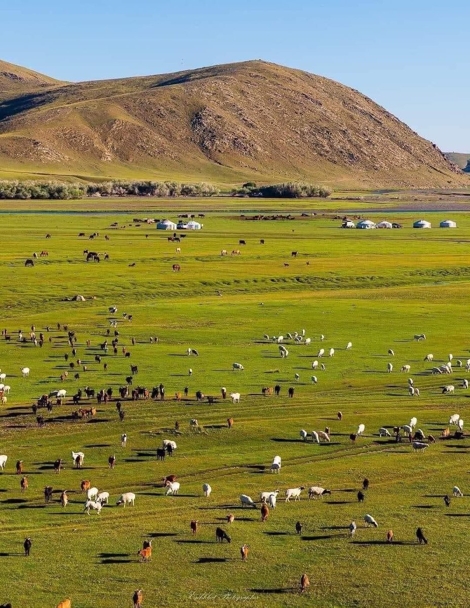 Хөдөө тал мал сүргээр арвин, зуншлага сайхан малчин түмний сэтгэл санаа тайван сайхан байнаа 
Монгол наадмын түрүү бөх , хурдан хүлгүүдийн яриа сонгуулиас илүүтэй өрнөж байнаа
