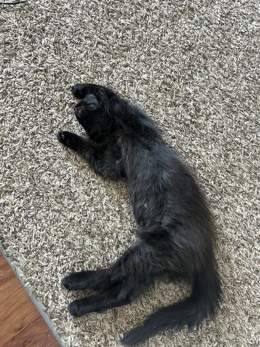 Dustin_Danny93's tweet photo. @SavinTheBees I have two male kittens (LA AREA) that need a good home! https://t.co/X5EPJVjOcl