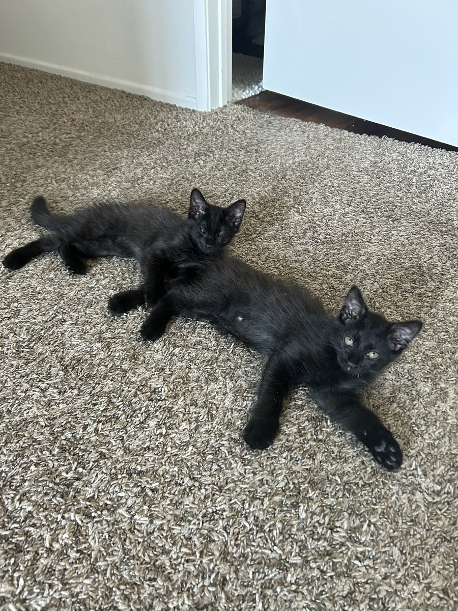 Dustin_Danny93's tweet photo. @SavinTheBees I have two male kittens (LA AREA) that need a good home! https://t.co/X5EPJVjOcl