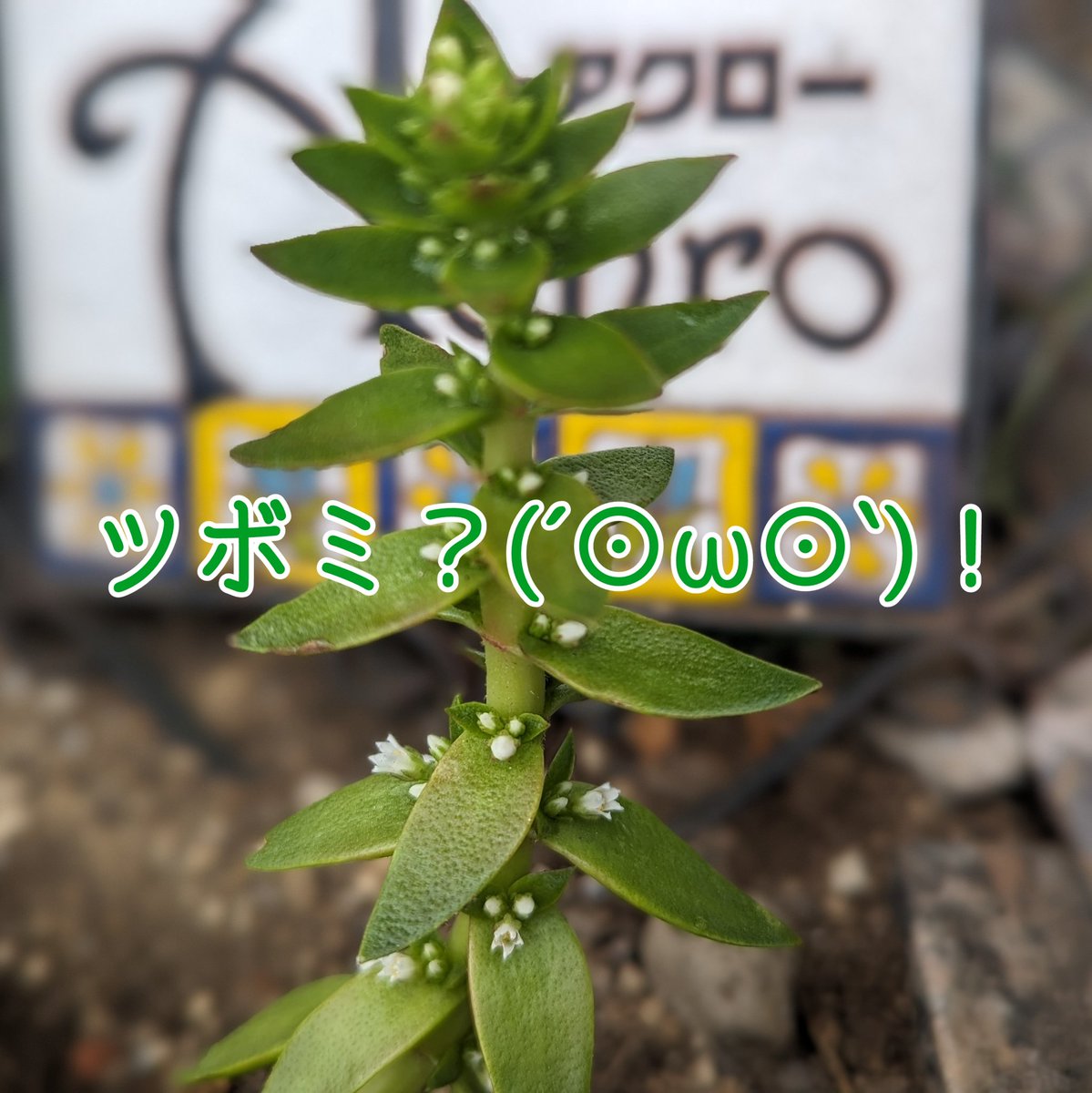 achro2005's tweet photo. 【本日は定休日です】
お店に新しいお花が仲間入り
アクロの花壇の条件が
・店主がものぐさ
・お日様が当たり過ぎ
良くご存知の花屋さんは
う～んと考えて選んでくれます

割と放置している花壇ですが
ユーカリや薔薇がよく育ち、通るのが楽しみと言われることも多く
時間を作って手入れをしようかと https://t.co/3hErKi9Dqb