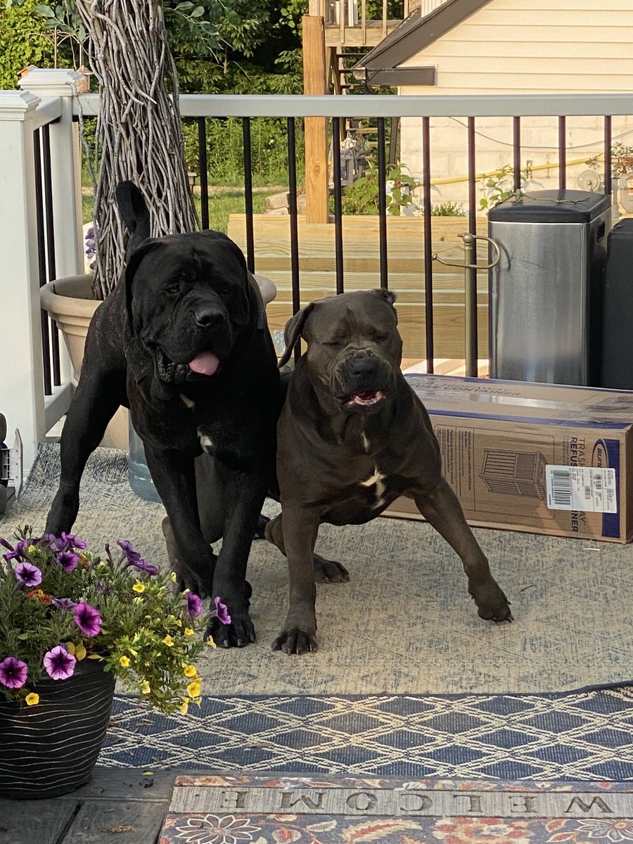 <a href="/MilitaryCooI/">Military Support</a> Same as my dog: King!