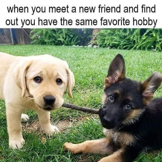 HeckinGoodDogs's tweet image. 