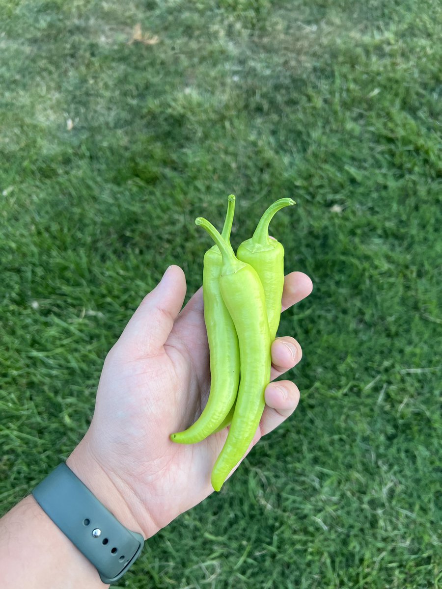 parallel_park3r's tweet photo. First harvest from our community garden plot 🔥🔥🔥 https://t.co/uNIwiqUWO2