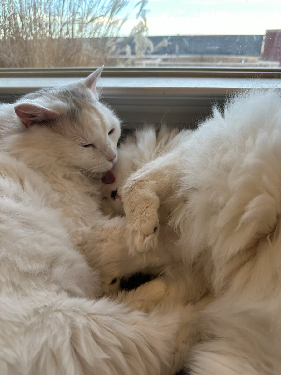 why did u wake us up? #CatsOnX #sofluffy #sleepy #timetoclean