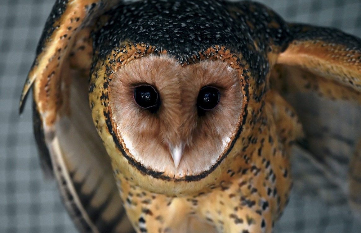 Did you know? 🧐

We have more than just koalas up for adoption! 
Our resident Masked Owl, Hedwig, is quite the charmer 🦉She's among the other animal species available for adoption here at PSKH.