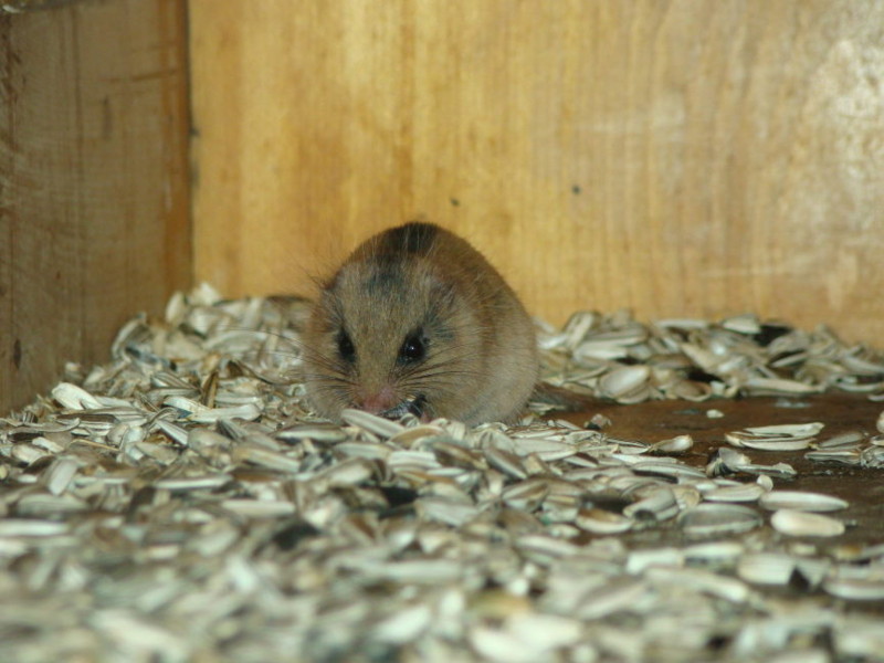 ヤマネはヒマワリの種が大好物… 油分の多いものを探しに台所に現れ… ヤマネの油好きの象徴的事例は↓ 鳳凰小屋のInstagram https ...