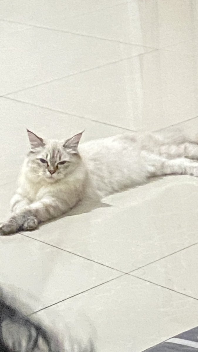 MichiKirei's tweet photo. @kochengfs Jumlah anabul: 1
Umur: 8bln
Dry food: equlibrio/happy cat
Wet food: random/whiskas/rc
Klinik hewan langganan: Pet Island https://t.co/oakURPOegg