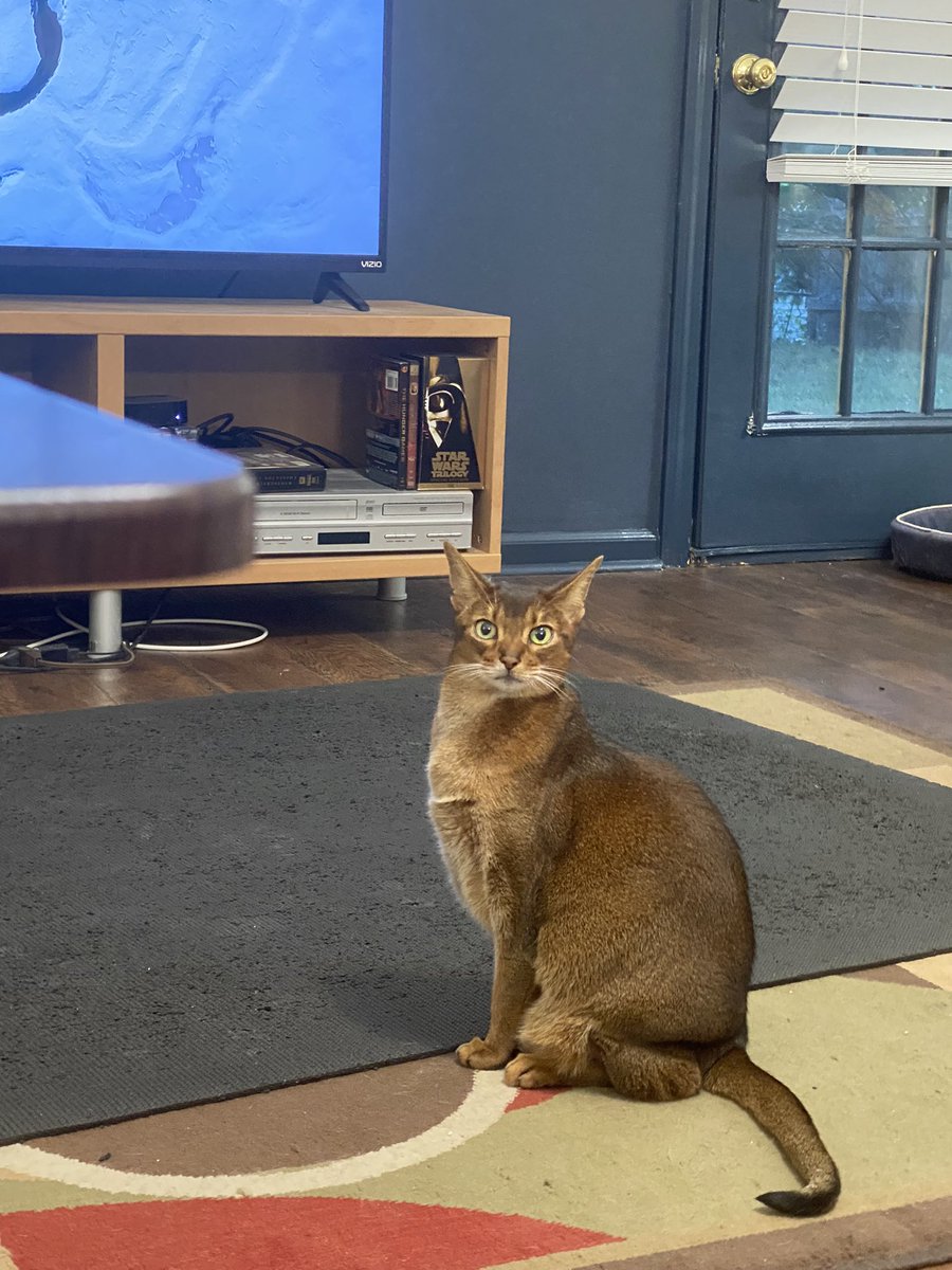 ClaireCre8tes's tweet image. She’s just sitting there looking all beautiful 🥹

#EmmaCat #gorgeous #catsoftwitterx