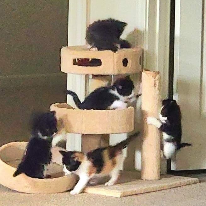IBRescue's tweet photo. #LifeInTheFosterhood
"So many kittens, so little cat tree!"
(We have a large one as well. They are just currently obsessed with this one)
PURRlease supPURRt https://t.co/aqxv59J7Uq
#savinglives #kittens #fosters2023 #ittakesavillage #donationswelcomed #gratitude #mondaymeows https://t.co/mNhBhwwT8z