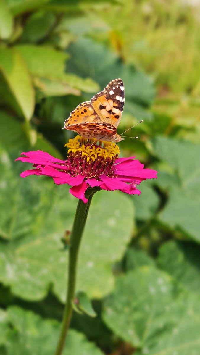 ar_joon's tweet photo. Butterflies can't see their wings. They can't see how truly beautiful they are, but everyone else can. People are like that as well. https://t.co/JZlbldjXmp