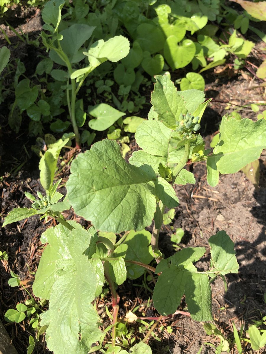 SJA Owls (@sjaowls) on Twitter photo We dug up our radish today to see how much they grew! The green leaves are quite long and the radish are very thin. We think we can see flower buds on 3 of the plants! <a href="/JohnApostleOCSB/">St. John the Apostle School</a> #ocsbOutdoors We dug up our radish today to see how much they grew! The green leaves are quite long and the radish are very thin. We think we can see flower buds on 3 of the plants! <a href="/JohnApostleOCSB/">St. John the Apostle School</a> #ocsbOutdoors