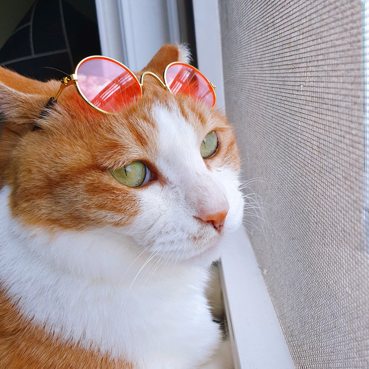 연차내고 밍키병원 댕겨오는데 택시 기사님이 집사님이셔서 대화가 끊기질 않음 ㅋㅋㅋㅋㅋㅋ 정지할때마다 고양이 사진 보여주심 ㅋㅋㅋㅋ