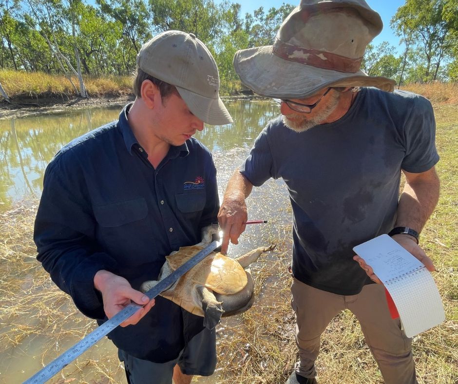 NRM Regions Queensland (@nrmregionsqld) on Twitter photo Concerns have been raised that feral pigs are behind a decline in the freshwater turtle population of the Gulf. In partnership with Tagalaka Traditional Owners, <a href="/GulfNrm/">Gulf Savannah NRM</a> has set out to investigate.
buff.ly/3QXQj5p Concerns have been raised that feral pigs are behind a decline in the freshwater turtle population of the Gulf. In partnership with Tagalaka Traditional Owners, <a href="/GulfNrm/">Gulf Savannah NRM</a> has set out to investigate.
buff.ly/3QXQj5p
