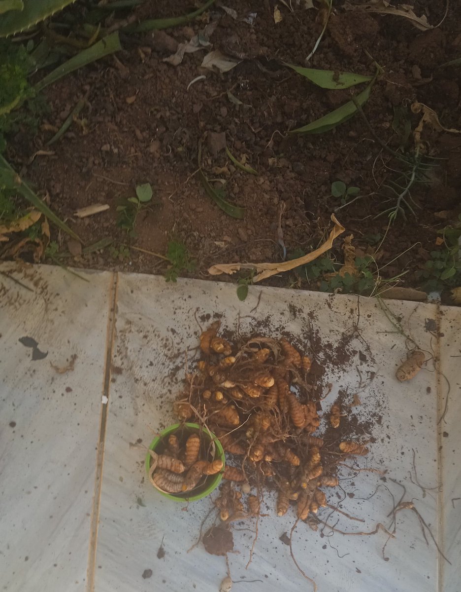 Dancomsono's tweet photo. Açafrão natural parece MT larva https://t.co/RqipzaMeDU