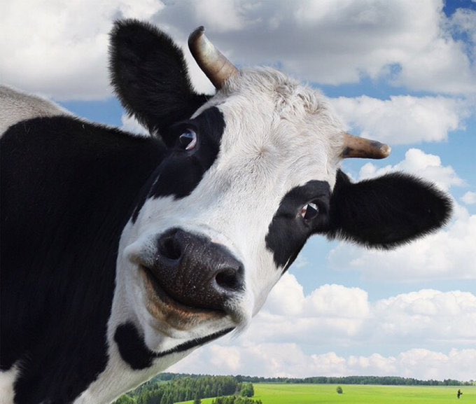Rune Cows🐮 tweet media