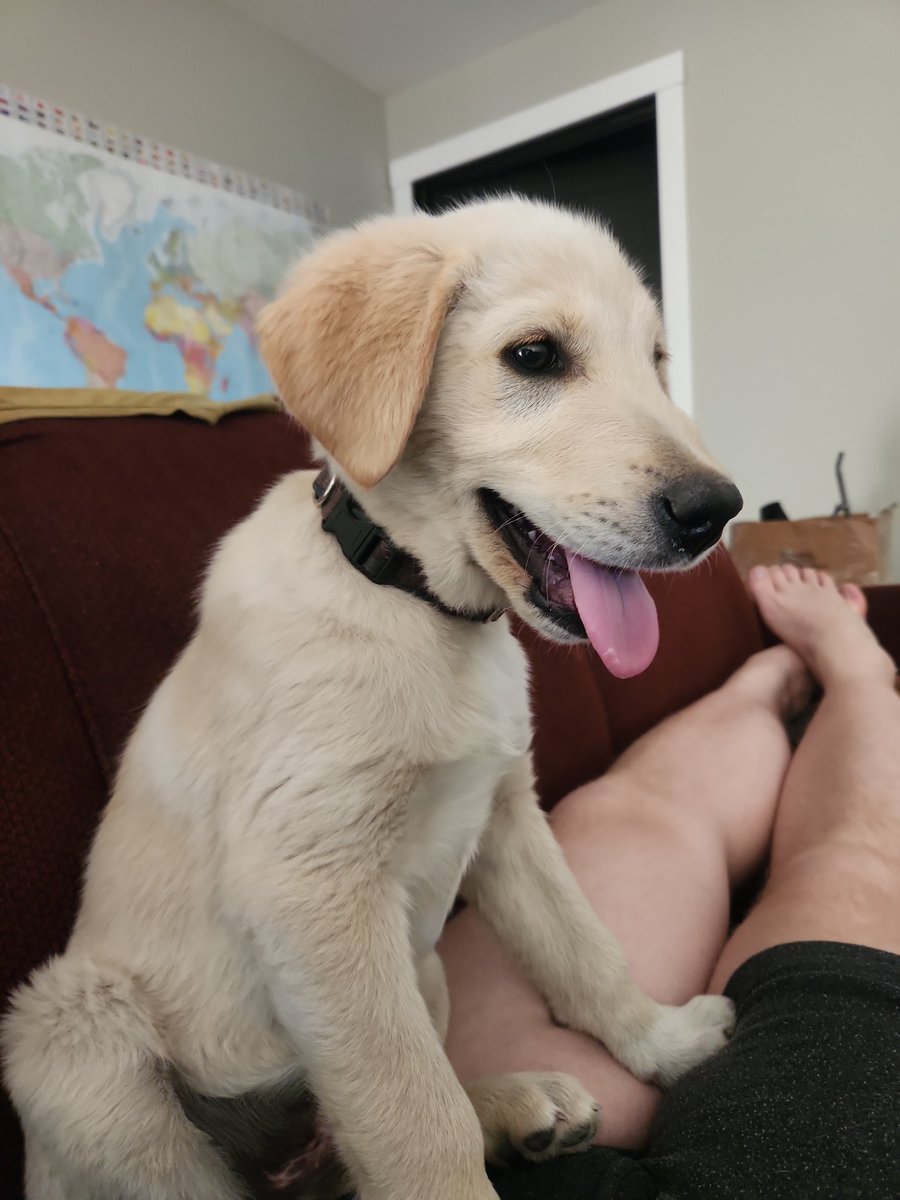 He's free and needs a home. He's such a good boy just needs a good home