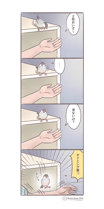 タイミングが合わない
#文鳥 
#4コマ漫画 