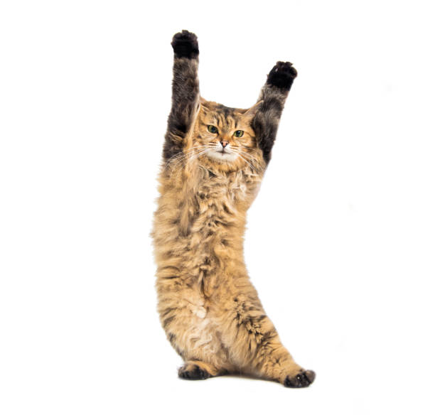 Winky Cat tweet media