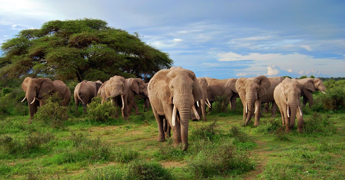 ParadiseAdvent5's tweet image. Top 10 Facts About Elephants in Africa
1. They’re The World’s Largest Land Animal
2. You Can Tell the Three Species Apart by Their Ears
3. Their Trunks Have Mad Skills
4. Their Tusks Are Actually Teeth
5. They’ve Got Thick Skin6. Elephants Are Constantly Eating