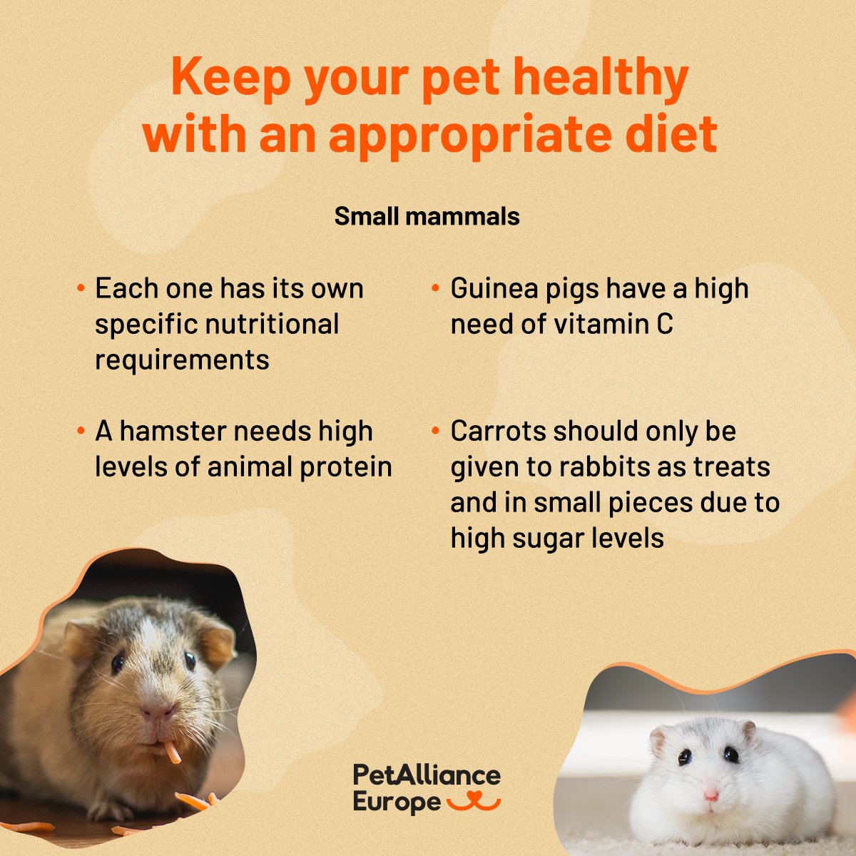 Hamsters, guinea pigs, bunnies... 🐹🐰
They all have different nutritional needs!

👉Being a responsible pet parent includes learning what your furry friend needs to live a healthy life

#PetCare #PetFood