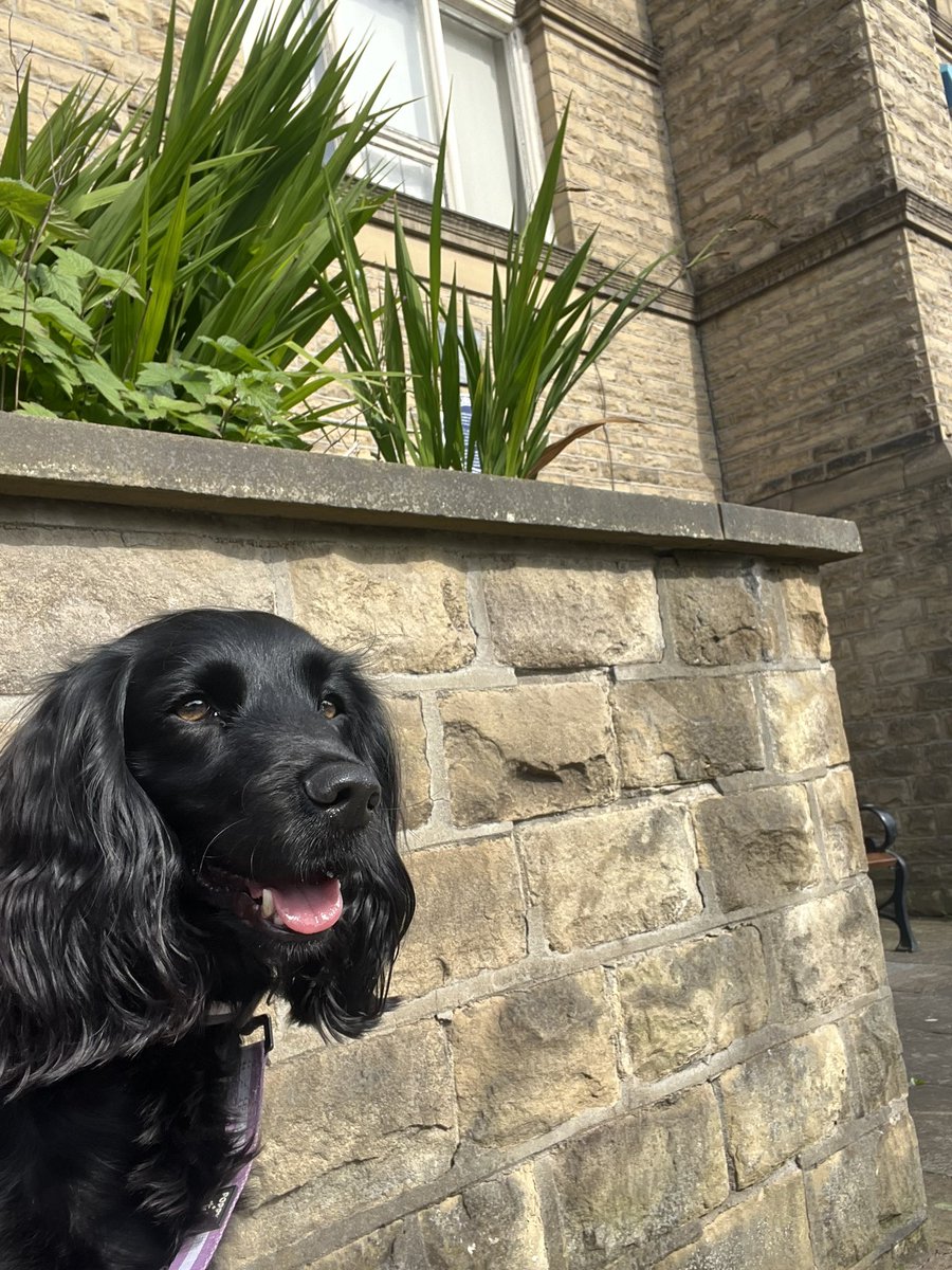 Patiently awaiting on the arrival of one of her favourite students <a href="/ReachAcademyUK/">ReachAcademyUK</a> #walkies #schooldog #lovelyluna