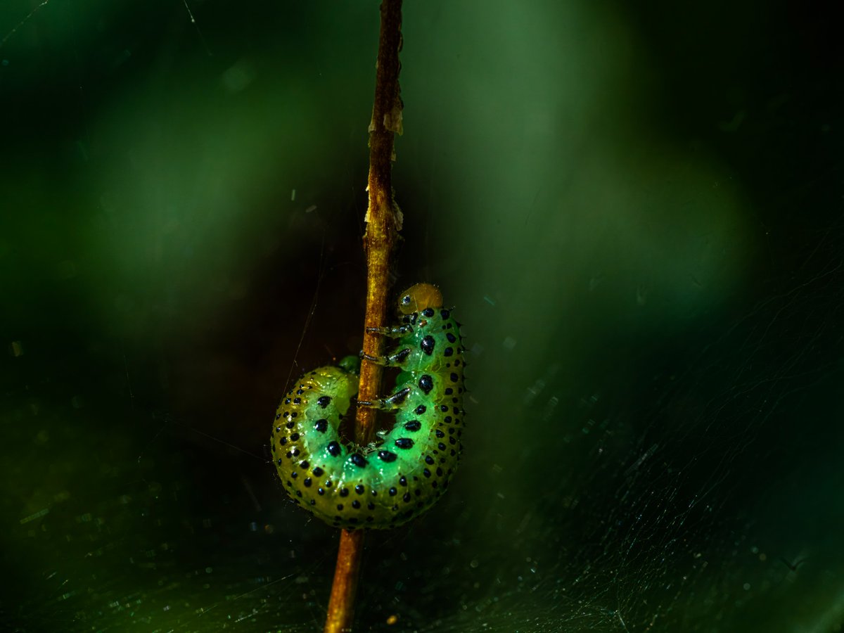 dainiusex7's tweet photo. Emerald Caterpillar in the Spotlight
PS: organic and free-range
#macrophotography #caterpillar #naturecloseup #insectphotography #wildlifeperfection #naturelovers #tinyworld #macro_magic #naturephotography #photo https://t.co/Luudpwqe0D