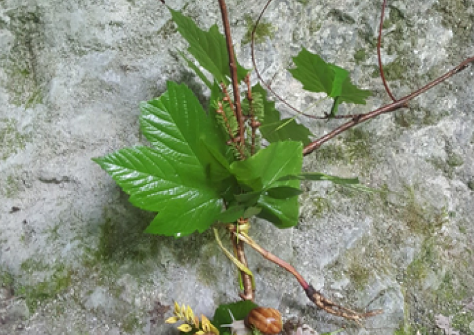 [Sur agir-ese] #MardiMéthode Art et nature, en processus créatif 🌿 agir-ese.org/methode/art-et… #education #nature (Fiche séquence éducatives)