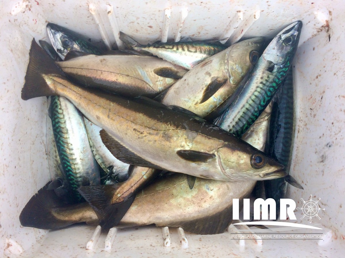 IIMRO (@islandsmarine) on Twitter photo Taoiseach <a href="/SimonHarrisTD/">Simon Harris TD</a> & others in #BrusselsBubble dine on pan fried #pollack while small-scale low-impact fishers in Ireland & #EU are prevented from fishing them using hook & line
Equity?
Where were they sourced?
#Muireann #SSF
From 15:57:
rte.ie/player/series/… Taoiseach <a href="/SimonHarrisTD/">Simon Harris TD</a> & others in #BrusselsBubble dine on pan fried #pollack while small-scale low-impact fishers in Ireland & #EU are prevented from fishing them using hook & line
Equity?
Where were they sourced?
#Muireann #SSF
From 15:57:
rte.ie/player/series/…