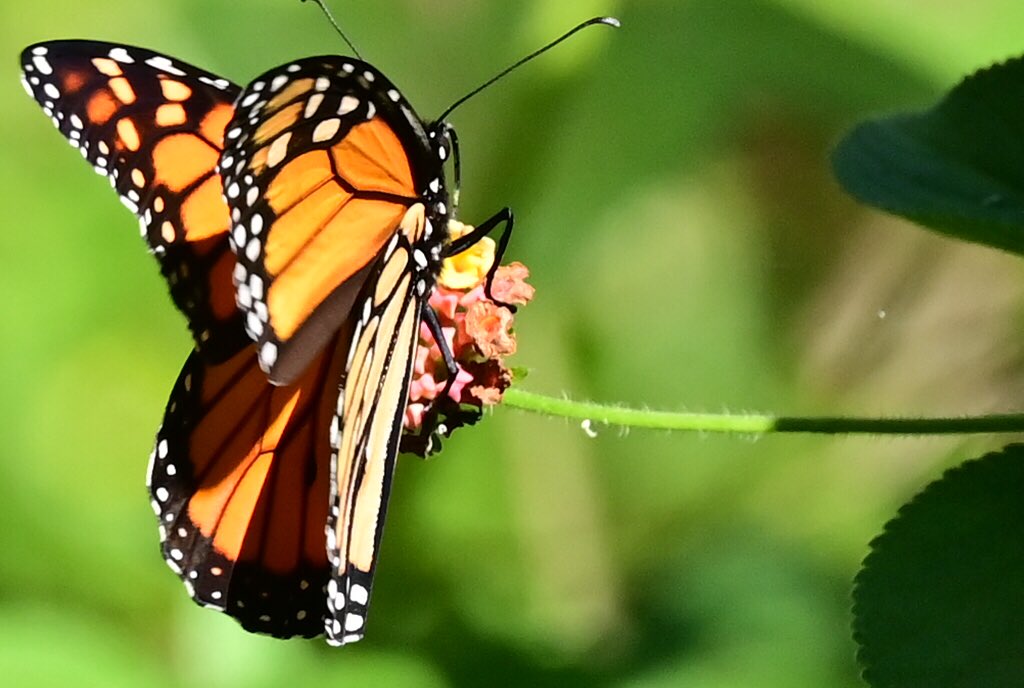 GeorgeSz12's tweet photo. Hi All,
On this sunny Tuesday afternoon
Some Flutterby shots
Have a great arvo
#flutterby #butterfly
#nikonz6ii #z6ii #mynikonlife
@olivia_brisbane @DiQld
@HarleyRozeBBW
@Bildagraham1 https://t.co/I691uGX1im