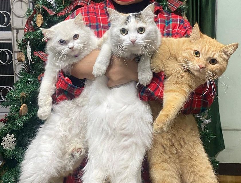 Tamma061's tweet photo. @PAWSChicago @TammyPachuau Best wishes from Rosie, Fifi and Tayo https://t.co/w9lVx14IVg