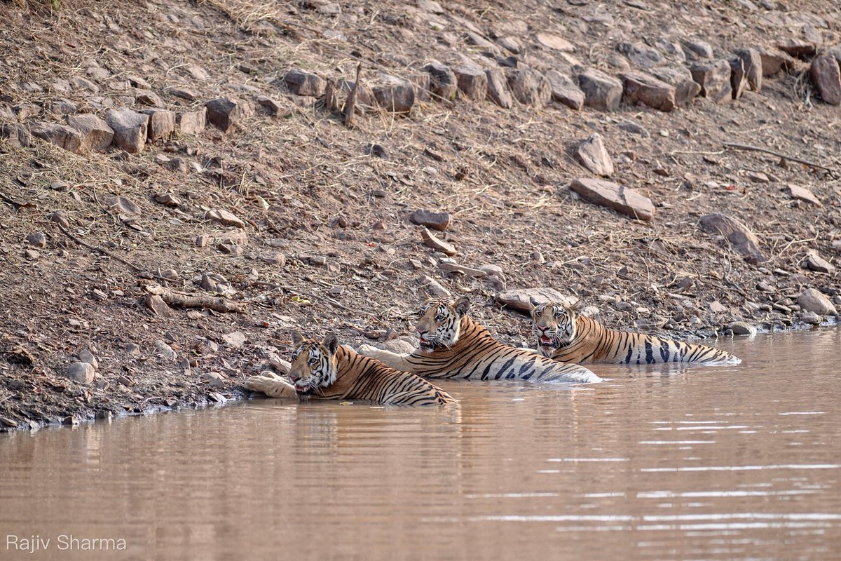 Panna Tiger Reserve (@pannatigerresrv) on Twitter photo Pond (Talab) тАж a blessing in summer for tiger family.
PC:- Our guest
<a href="/environment_mp/">Environment Department, MP</a> <a href="/minforestmp/">Department of Forest, MP</a> <a href="/CMMadhyaPradesh/">Chief Minister, MP</a> <a href="/moefcc/">MoEF&CC</a> <a href="/ntca_india/">National Tiger Conservation Authority</a> <a href="/PannaProjs/">PRO JS PANNA</a> <a href="/mptfs/">MP Tiger Foundation Society</a> Pond (Talab) тАж a blessing in summer for tiger family.
PC:- Our guest
<a href="/environment_mp/">Environment Department, MP</a> <a href="/minforestmp/">Department of Forest, MP</a> <a href="/CMMadhyaPradesh/">Chief Minister, MP</a> <a href="/moefcc/">MoEF&CC</a> <a href="/ntca_india/">National Tiger Conservation Authority</a> <a href="/PannaProjs/">PRO JS PANNA</a> <a href="/mptfs/">MP Tiger Foundation Society</a>
