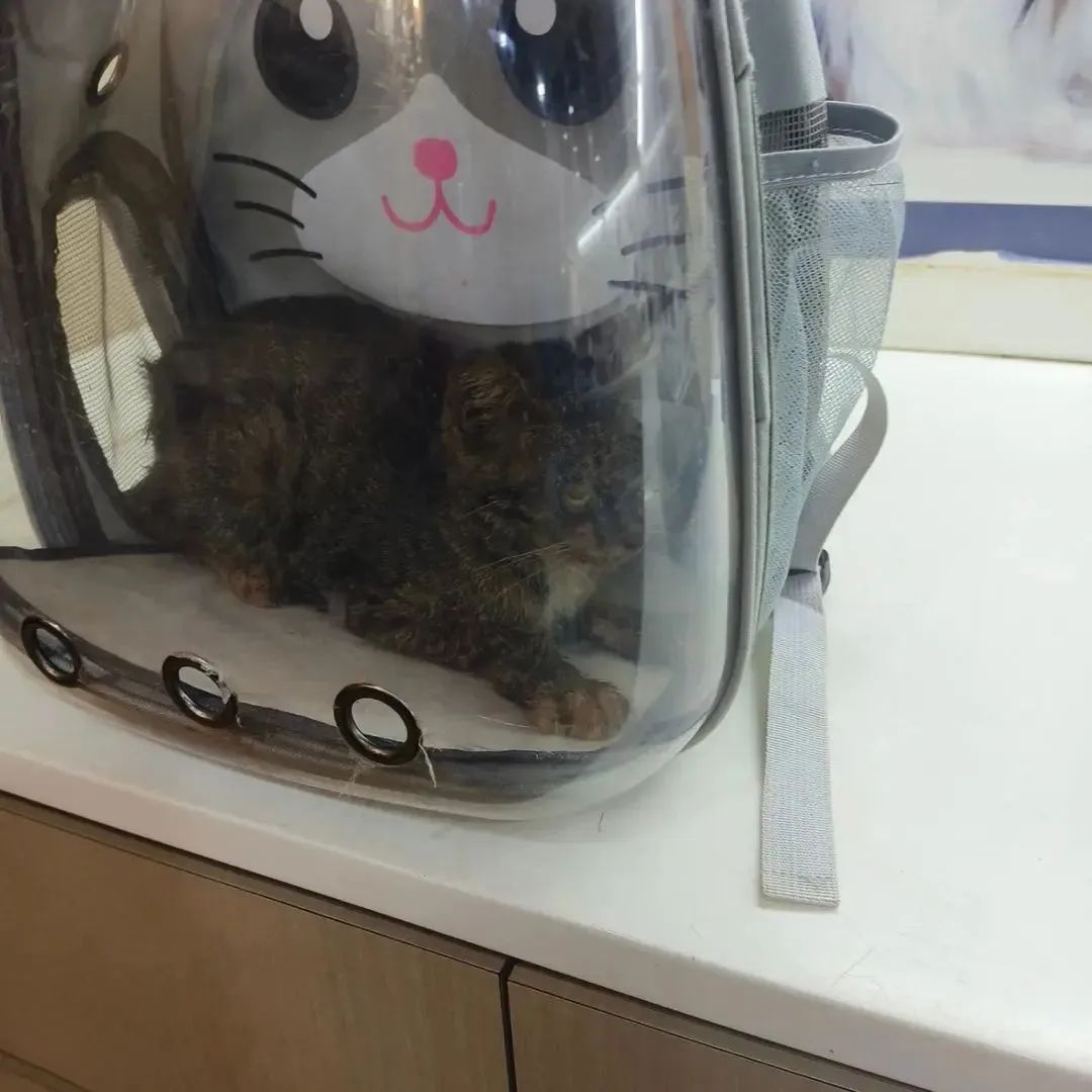 SSan865756ats__'s tweet photo. 💔😭 UPDATE NOT EVEN A SINGLE $ DONATED FOR THIS POOR GIRL 😣🆘😿🙏

We've done our best to see how she can see the vet immediately for to see what can be done for her Eyes 😣😣

The vet has already done the analysis and surgery has to be done onto both her For Eyes 💔💔💔😭😭 https://t.co/mrI3P1DGfi