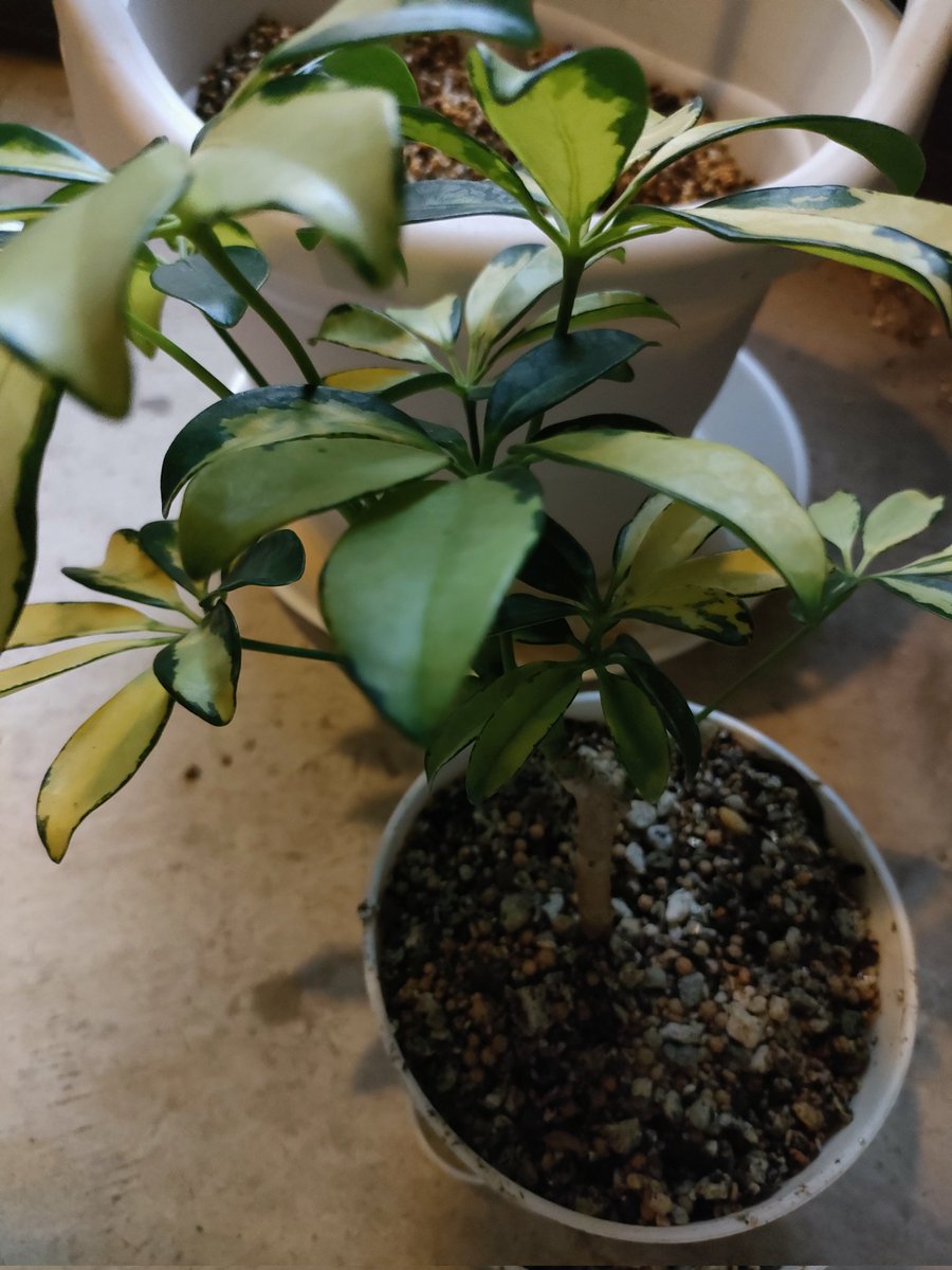 201310202410t's tweet photo. 観葉植物を頑張って復活させています。
ガンバレー🏁🌱
We are trying to revive a houseplant that is nearly dead
Go for it!
我们正在努力复活一株快要死掉的室内植物。
大胆试试吧!
#植物 #plant #ロボット教室 #機器人教室 #roboticsclass #补习班 #keiseitsudanuma
https://t.co/J0BgM6KGzj https://t.co/dGZfKwc5JN