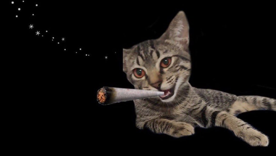 stfupluto's tweet image. ･ ｡
    ∴｡　
　･ﾟ*｡. 
　　･ *ﾟ
　 ･ ﾟ*
     ･｡     
   *･｡
      *.｡ 
           ｡･
              °*. ﾟ｡
                    ｡
　              ･
            ｡ ･ﾟ
       ｡°*. ﾟ
   ｡*･｡