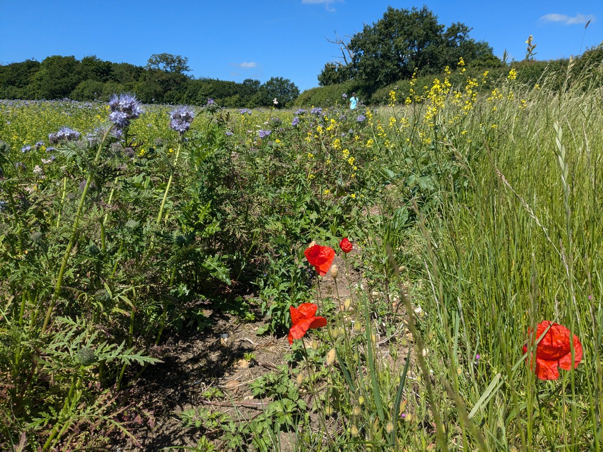 HertsWalker's tweet image. FREE: Walk 270: Bramfield North Loop. 4.2 miles (6.7 km). Directions, maps, photographs, and GPS navigation files free to download and enjoy.
hertfordshirewalker.uk/2024/06/walk-2…

#Hertfordshire #walking #freewalks #HertfordshireWalks #HertfordshireWalker #wildflowers #Tewin #Bramfield